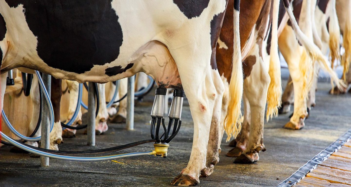 Два российских спортсмена доказали, что мельдоний попал в их организмы от коровы