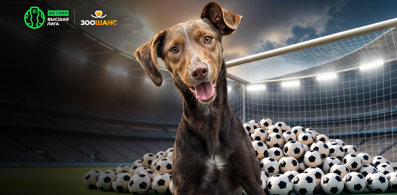 Более 1200 кг корма и десятки пристроенных животных — итоги благотворительной акции Betera pets