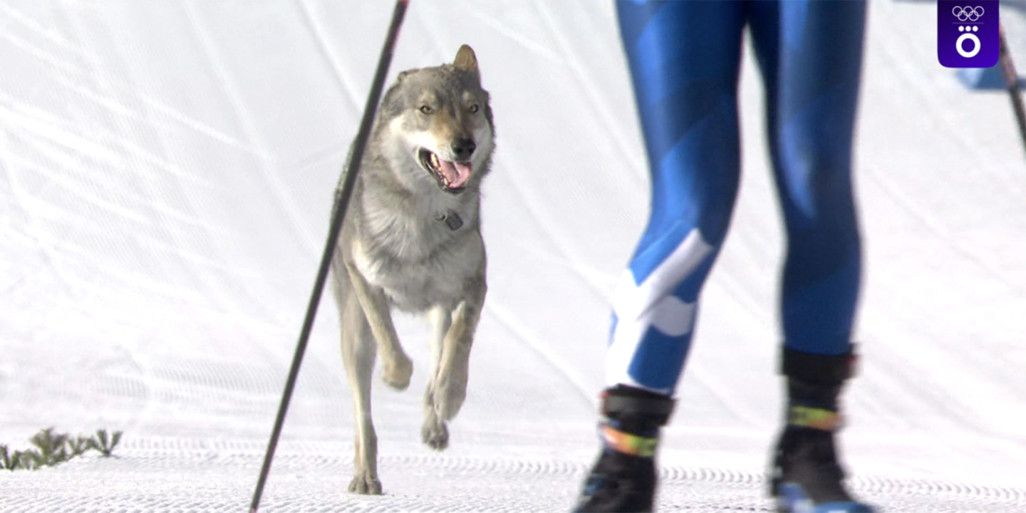 Cобака, очень похожая на волка, преследовала лыжниц на олимпийской трассе