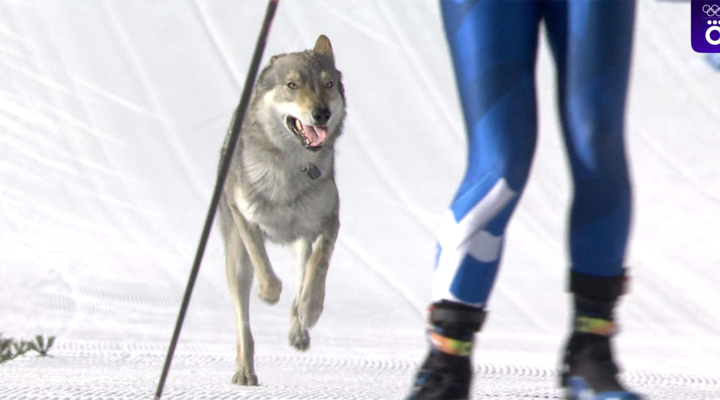 Виталий Лисакович: для Валерия Громыко переход в «МЛ» — это минус